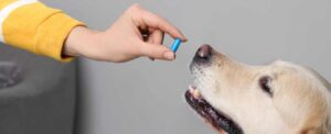 farmaci veterinari dott alina di ronza