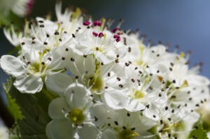 Biancospino dott alina di ronza