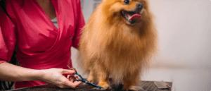 Pelo lucido e sano del cane dott alina di ronza