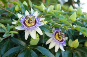 Passiflora no stress dott alina di ronza